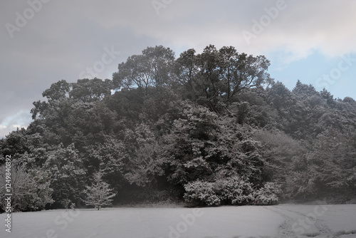 目の前に広がる雪森