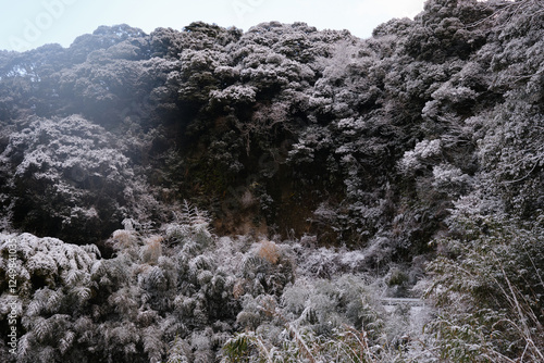 雪が積もる木々