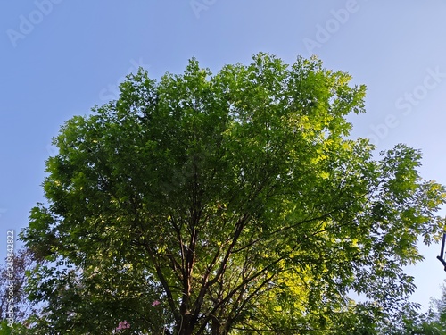 Tree and Blue Sky