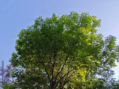 Tree and sky