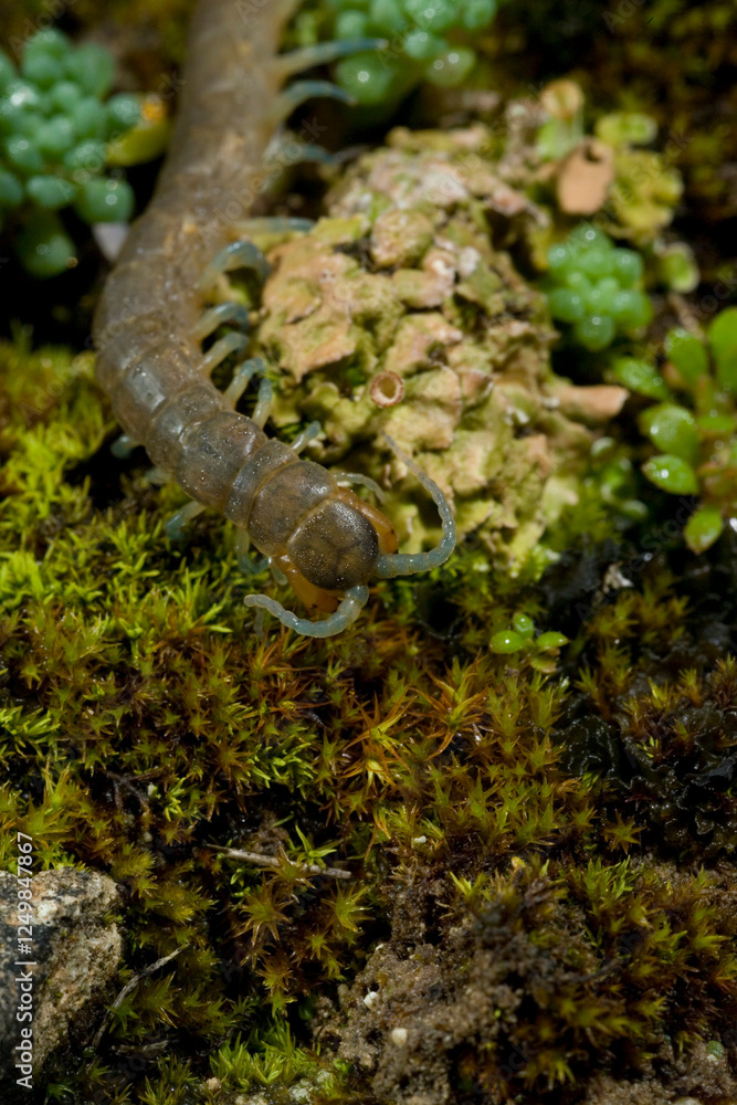 Southern girdled scolopendra (Scolopendra cingulata), on the ground, Sardinia, Italy Southern girdled scolopendra (Scolopendra cingulata), on the ground, Sardinia, Italy