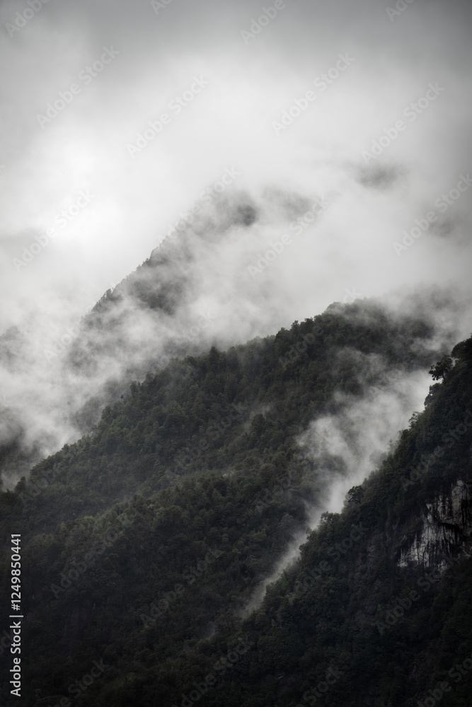Rain Forest in Southern Chile
