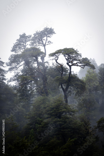Rain Forest in Southern Chile