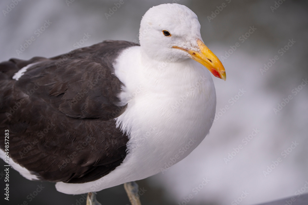 A lone seagull perched on a rock, watching over the natural rhythm of the sea and sky A lone seagull perched on a rock, watching over the natural rhythm of the sea and sky