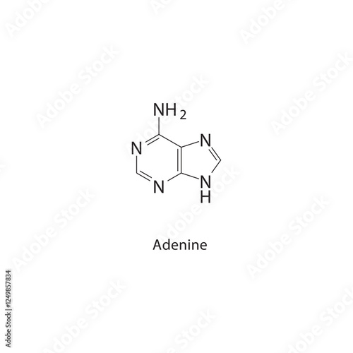Adenine skeletal structure.Nucleotide/Nucleoside compound schematic illustration. Simple diagram, chemical structure.