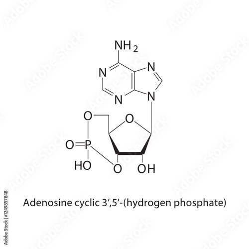 Adenosine cyclic 3’,5’-(hydrogen phosphate) skeletal structure.Nucleotide/Nucleoside compound schematic illustration. Simple diagram, chemical structure.