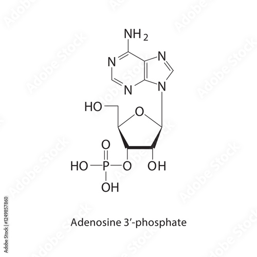 Adenosine 3’-phosphate skeletal structure.Nucleotide/Nucleoside compound schematic illustration. Simple diagram, chemical structure.