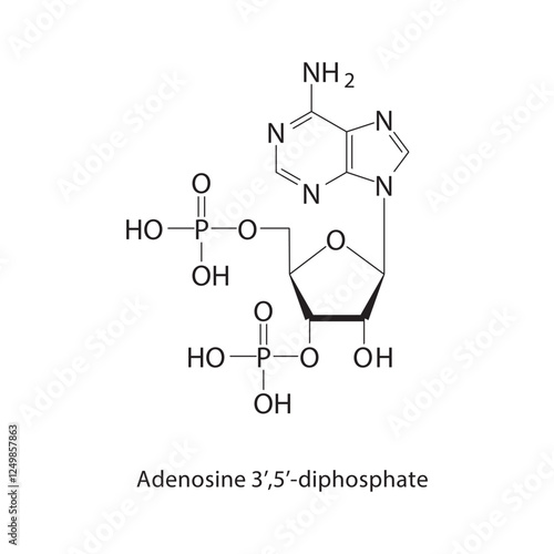Adenosine 3’,5’-diphosphate skeletal structure.Nucleotide/Nucleoside compound schematic illustration. Simple diagram, chemical structure.