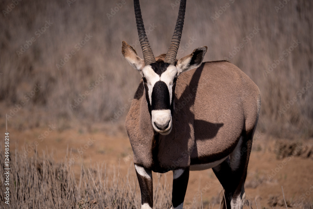 Fototapeta premium Grace and power, sculpted by the desert
