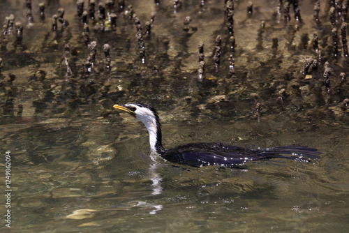 little pied cormorant photo