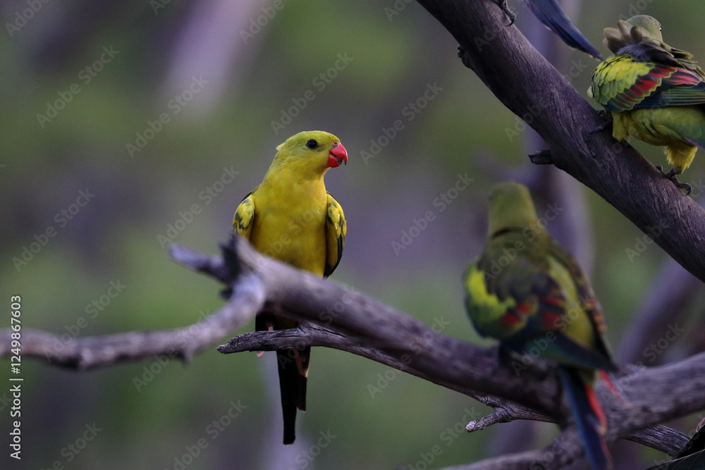 regent parrot