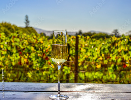 Outdoor Pinotage grape wine tasting in Stellenbosch vineyard cape town