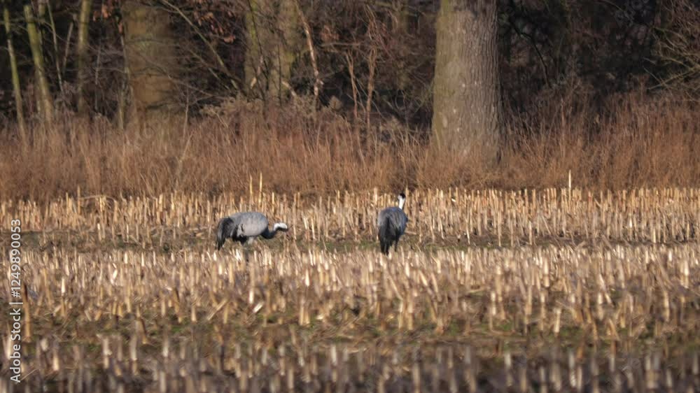 The grey heron flies, feeds, and rests on branches by a lake, soaking in early spring sun. Post-migration recovery as it prepares for the breeding season.