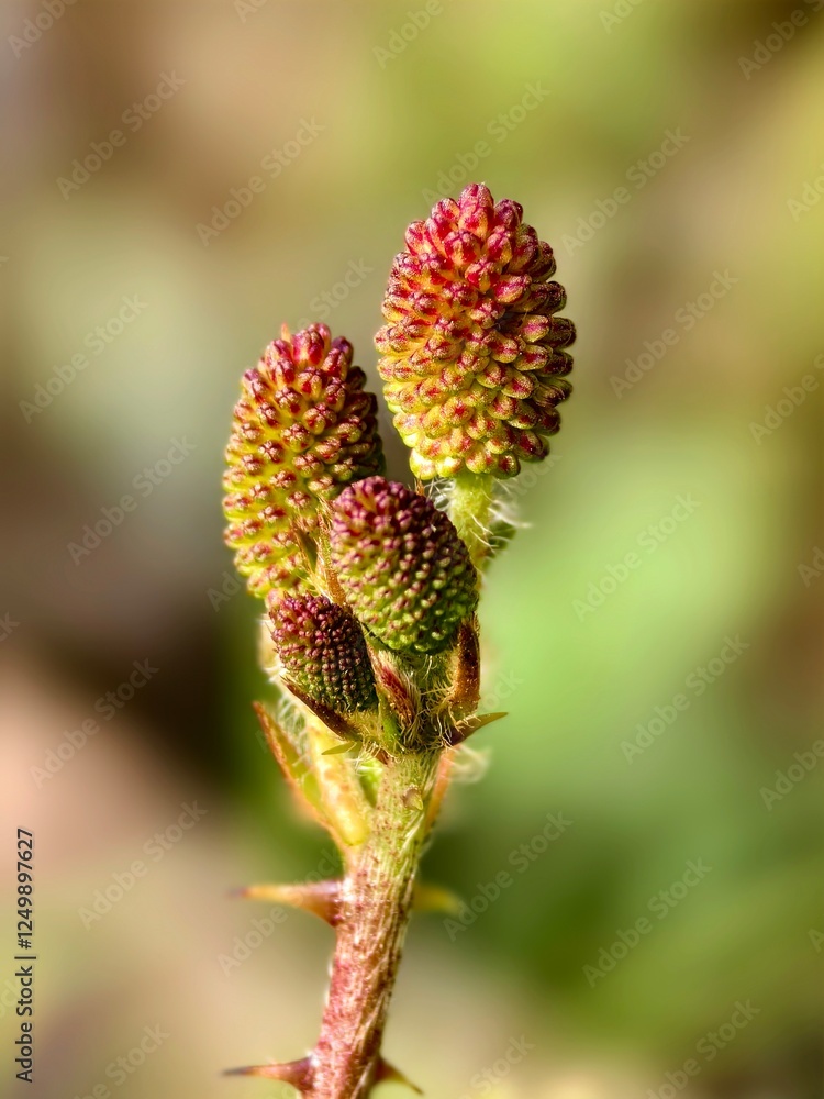 Mimosa Pudica flower before blooming Mimosa Pudica flower before blooming