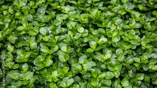 Wallpaper Mural Lush Green Foliage Densely Packed Together Torontodigital.ca