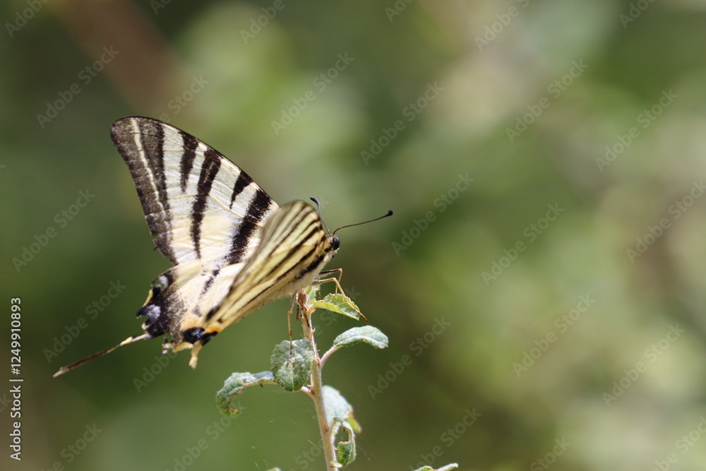 Obraz premium french butterfly