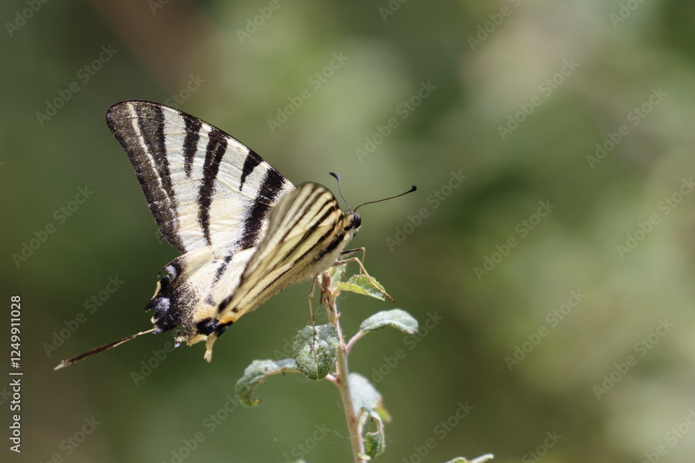french butterfly