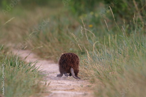 Photos nutria