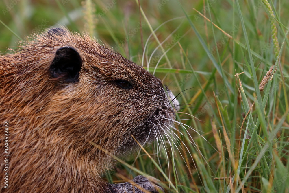 nutria nutria