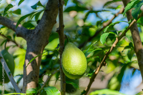 Green fruits hanging on Crescentia cujete or calabash tree in tropical Caribbean garden photo