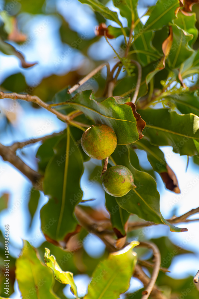 Hard green Australian macadamia nuts hanging on branches on big tree on plantation