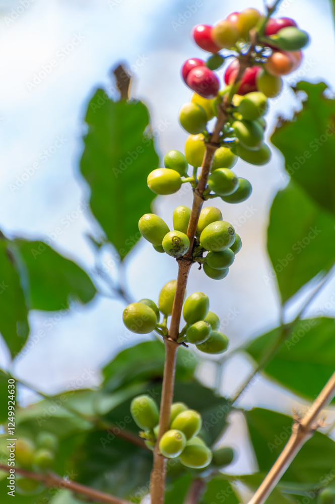 Arabica coffee tree with green and red ripening coffee cherries berries on plantation, coffee beans production Arabica coffee tree with green and red ripening coffee cherries berries on plantation, coffee beans production