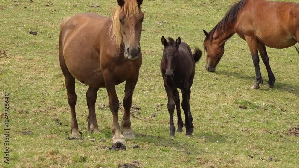 Galician mountain horse mare grazing with her foal 188 Galician mountain horse mare grazing with her foal 188