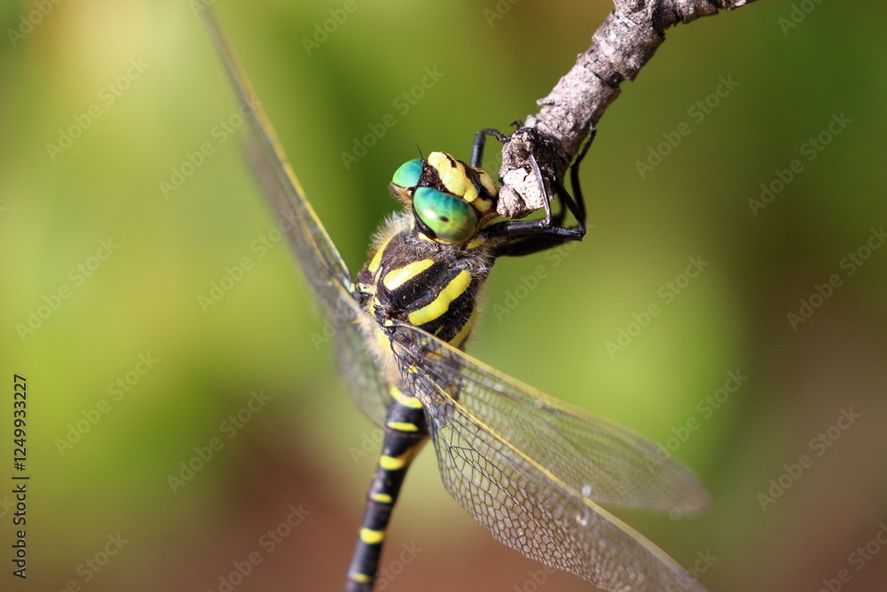 dragonfly dragonfly