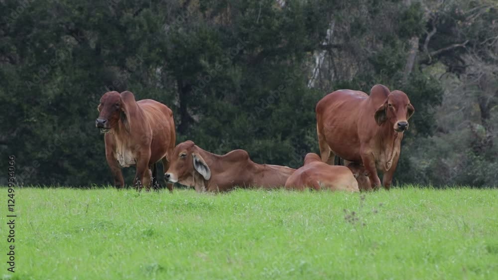RED BRAHMAN IN LANDSCAPE NATURE FARM RED BRAHMAN IN LANDSCAPE NATURE FARM