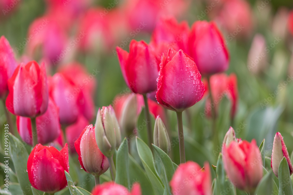 Fototapeta premium tulip