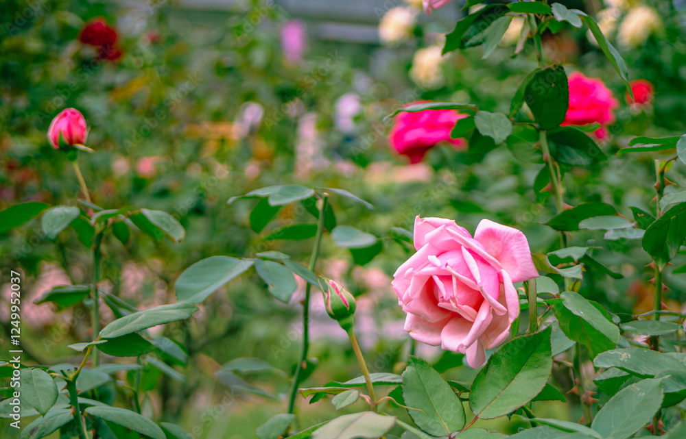 前橋バラ園 薔薇の花52 前橋バラ園 薔薇の花52