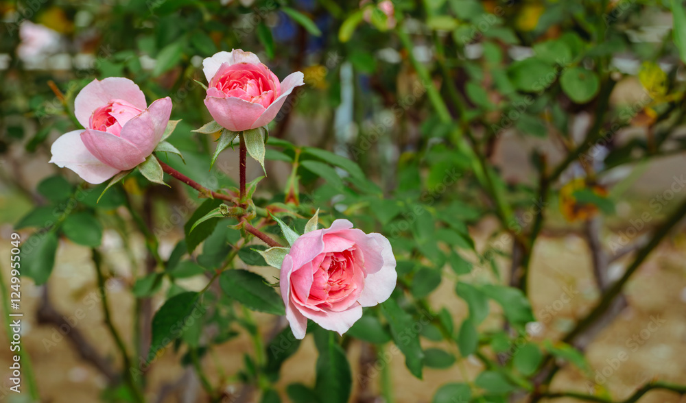 Obraz premium 前橋バラ園 薔薇の花104
