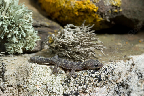 Phyllodactylus europaeus,  European Leaf-Toed Gecko, Tyrrh. islands, Corsica, Sardinia, Tunisian islands. Tempio, Sardinia, Italy.