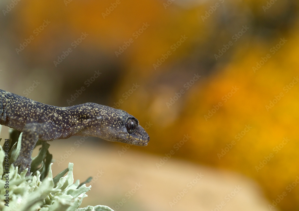 Obraz premium Phyllodactylus europaeus, European Leaf-Toed Gecko, Tyrrh. islands, Corsica, Sardinia, Tunisian islands. Tempio, Sardinia, Italy.