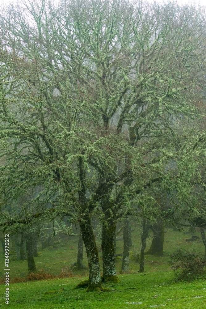trees in the park. Lichen covered branches on a tree in the mist Ortakis Forest, Bolotana. Sardinia. Italy trees in the park. Lichen covered branches on a tree in the mist Ortakis Forest, Bolotana. Sardinia. Italy