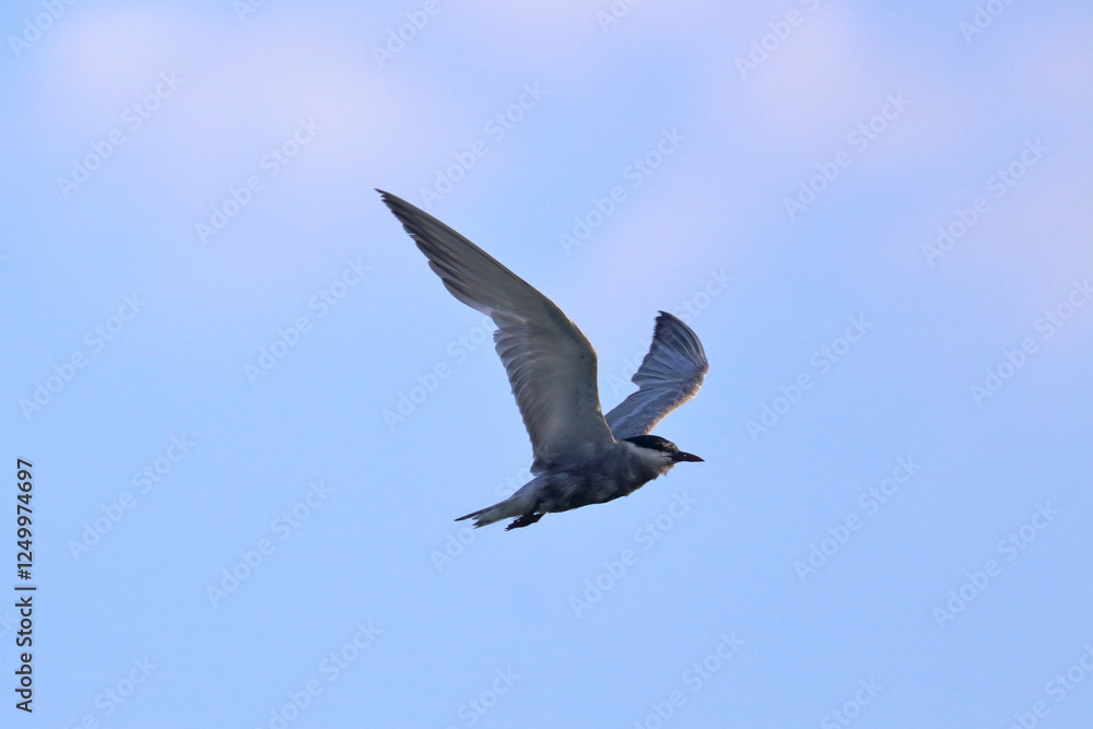 Obraz premium gull-billed tern