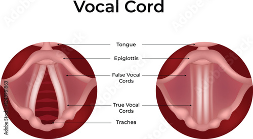 Human Vocal Cord Anatomy Design Vector Illustration