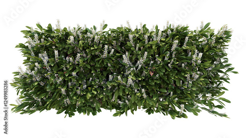 cherry laurel grass isolated on transparant background. 3d rendering