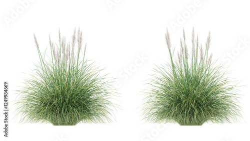 pampas grass isolated on transparant background. 3d rendering
