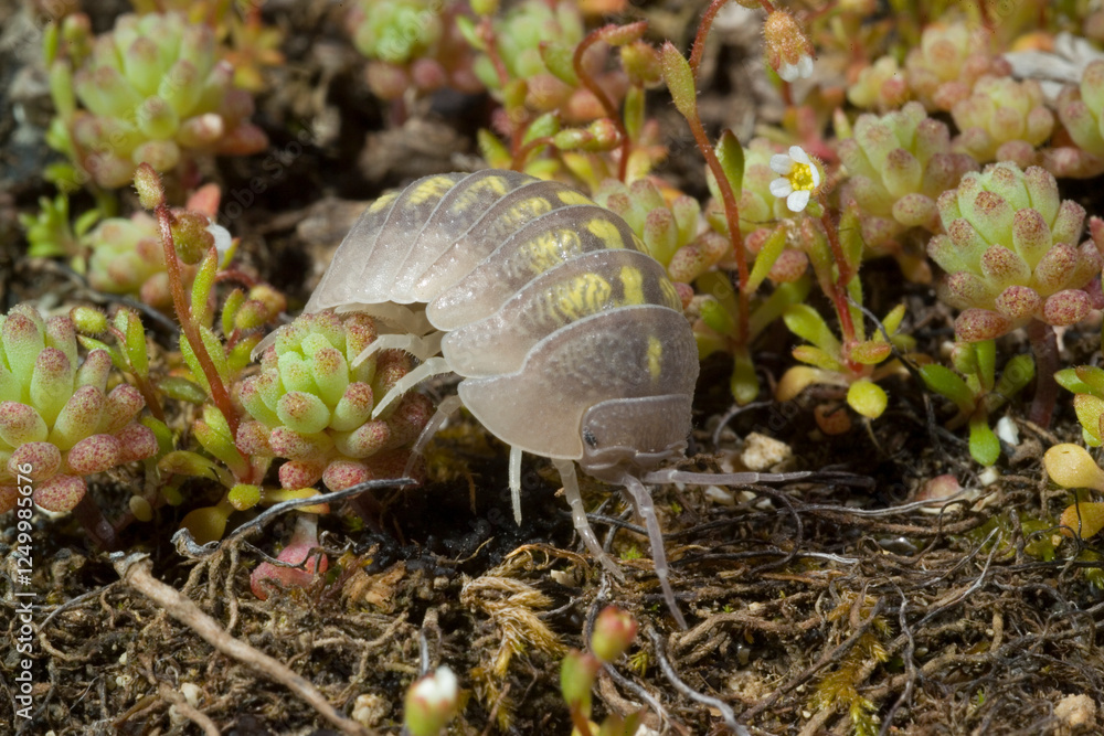 Common pill woodlouse (Armadillidium vulgare) resting on leaf in woodland- Roly poly Sardinia, Italy Common pill woodlouse (Armadillidium vulgare) resting on leaf in woodland- Roly poly Sardinia, Italy