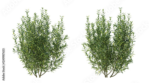 Photos wild privet grass isolated on transparant background