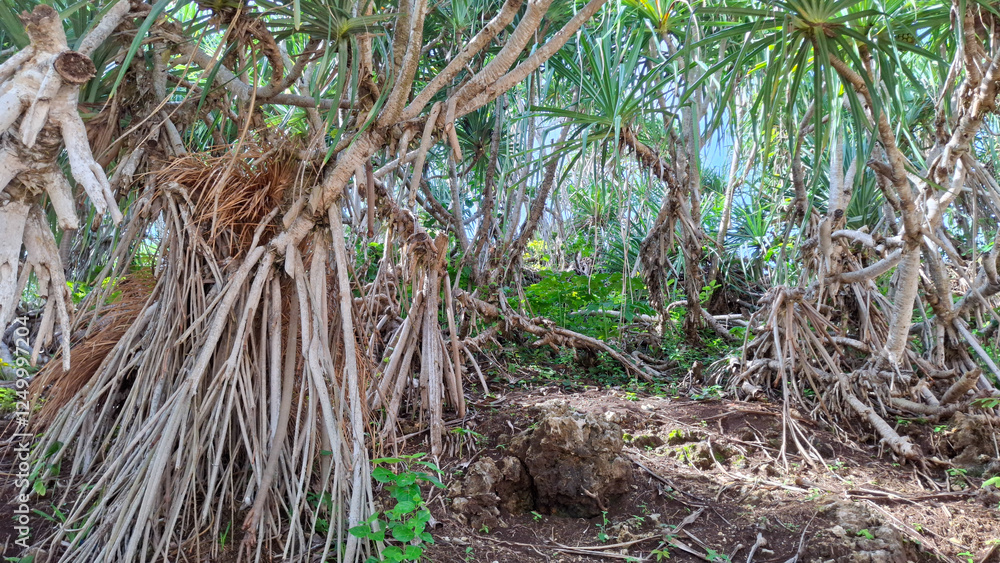 Fototapeta premium Pandanus trees growing in a natural environment, with their distinctive and prominent aerial roots, emphasizing their characteristic prop roots and adaptability to tropical climates.