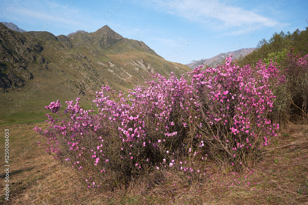 Obraz premium Rhododendron dauricum flowers in Altai in spring season.