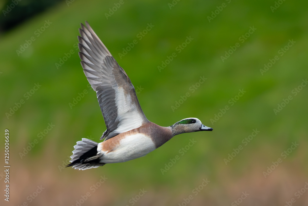 Obraz premium Male Wigeon in Flight Over Marsh