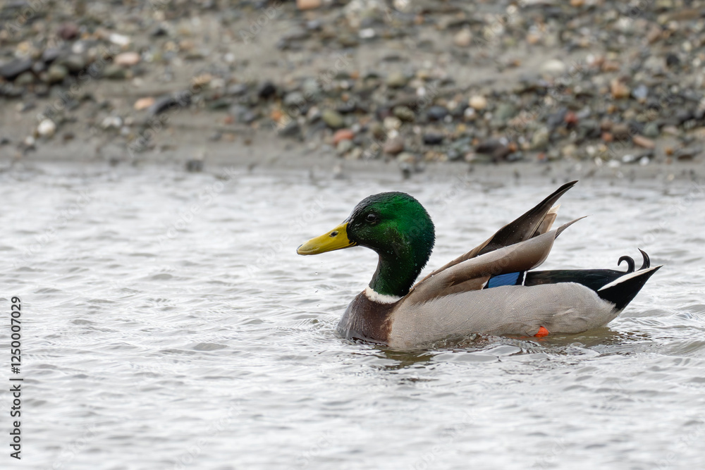 Drake Mallard Duck Forages For Manila Clams Drake Mallard Duck Forages For Manila Clams