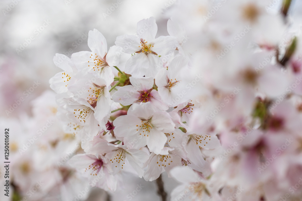 Japanese cherry, sakura Japanese cherry, sakura
