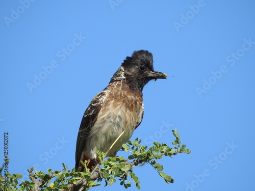Canvastavla A close-up of a red-vented bulbul perched on a branch with a grasshopper in its mouth