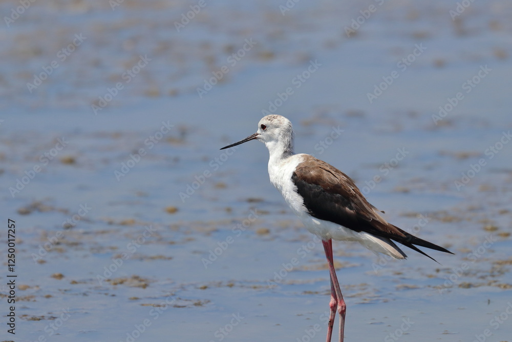 pied stilt pied stilt