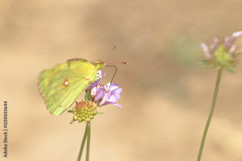 Obraz premium butterfly