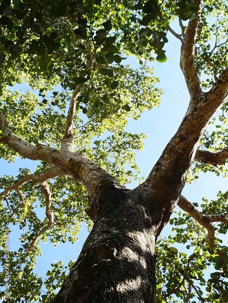 Fototapeta premium Majestic Tree Reaching Up Towards the Sky Surrounded by Bright Green Foliage and Clear Blue Sky : Generative AI